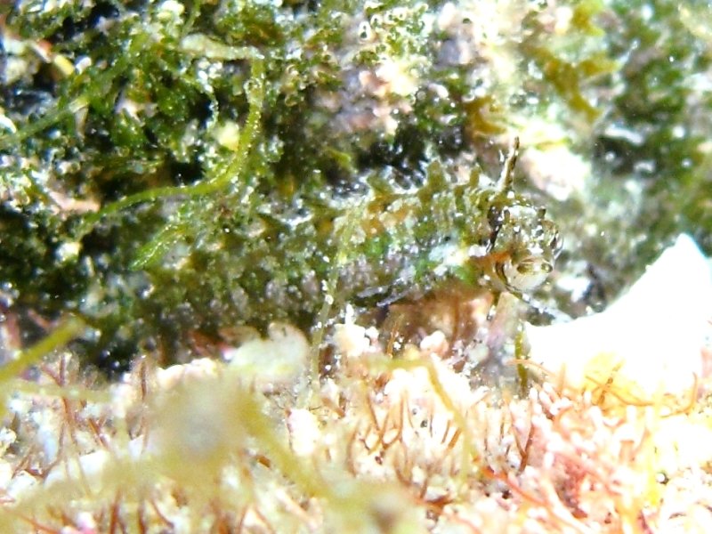 Clinitrachus argentatus (Bavosella d''alga)